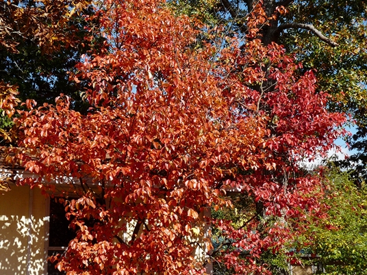 {Pseudocydonia sinensis}